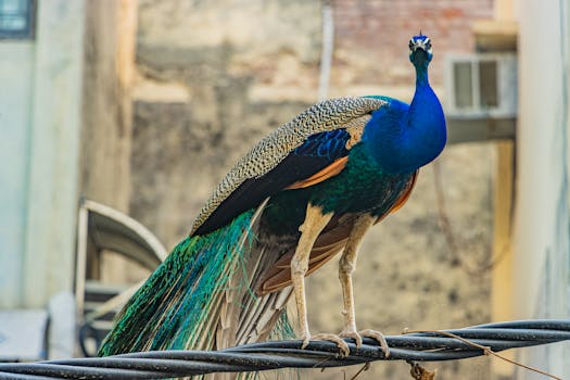 Unpacking the Judicial Lens: A Deep Dive into Judge Angela Tucker’s Jurisprudence